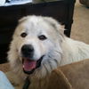 Winston