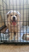 Winston