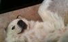 Winston