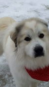 Winston