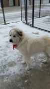 Winston