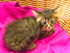 Willow