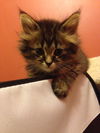 Willow