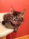 Willow