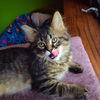 Willow