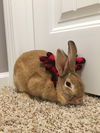 Bug