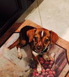 Gracie