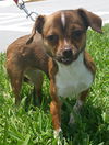 Gracie