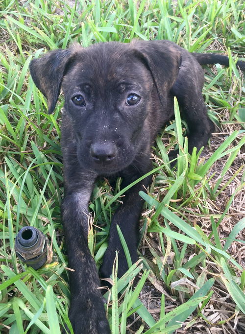 Penelope