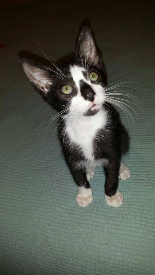 Oreo