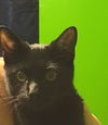 Coal