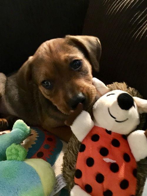 Ruger