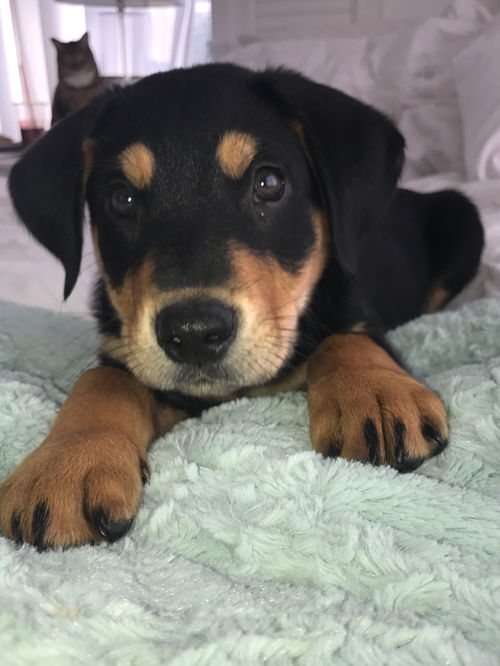 Romeo