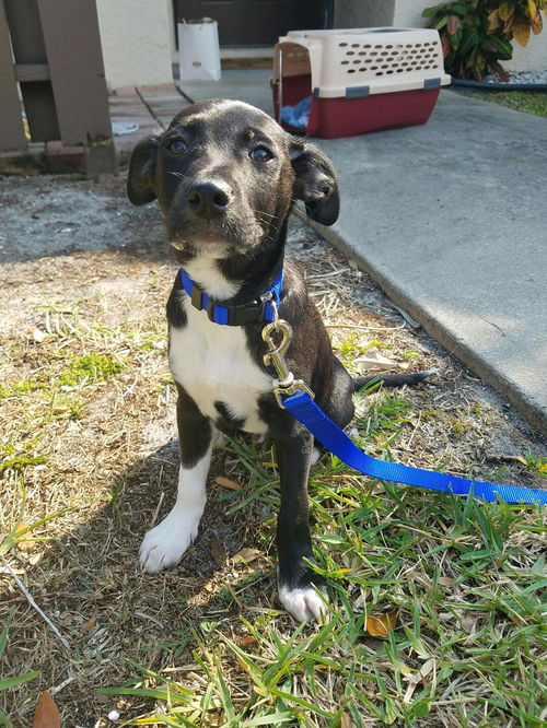 Ollie the Puppy