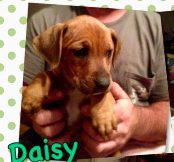 Daisy