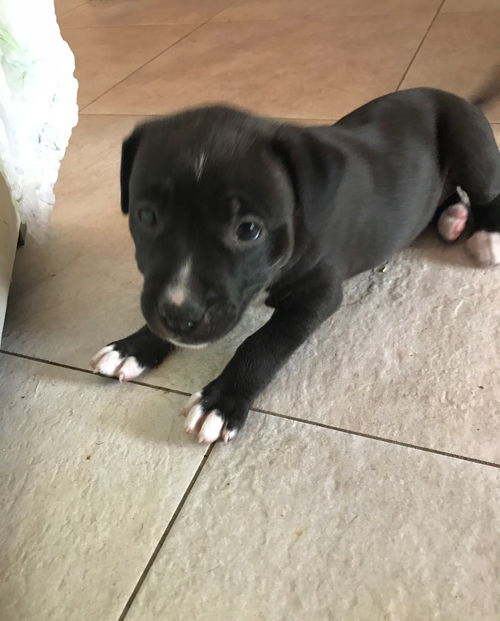 Gigi