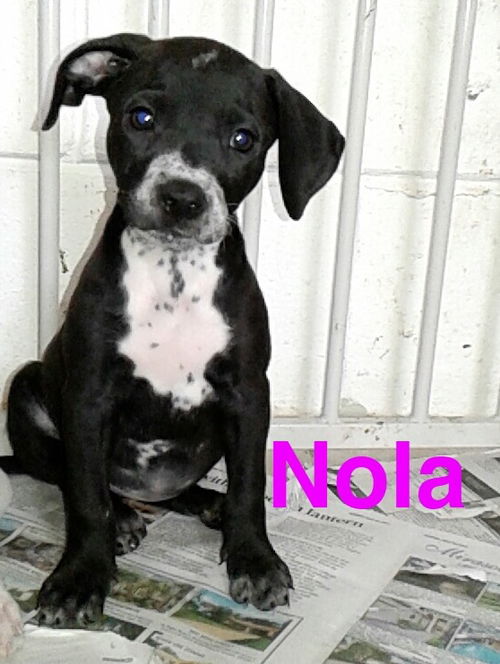 Nola
