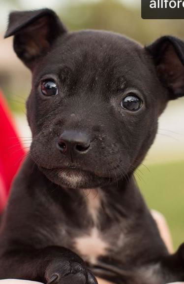 Elsa