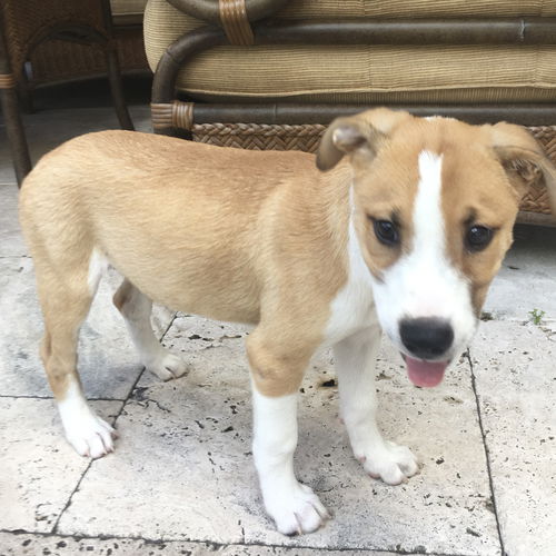 Tyson