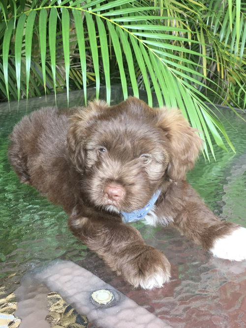 Enzo