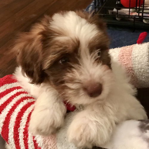 Ella