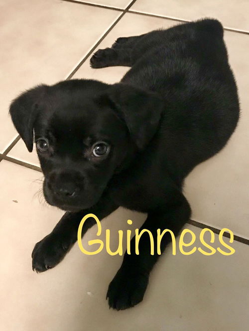 Guinness