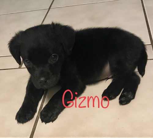 Gizmo