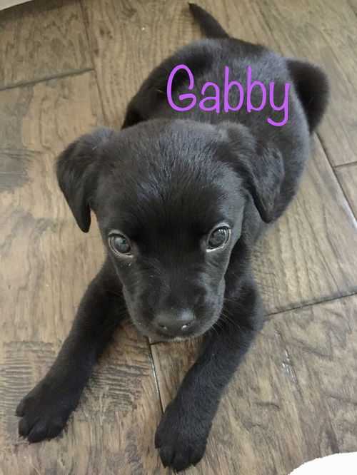 Gabby