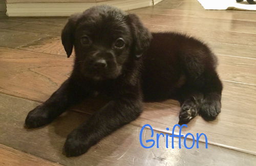Griffon