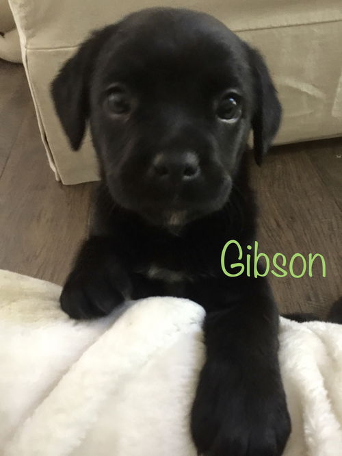 Gibson