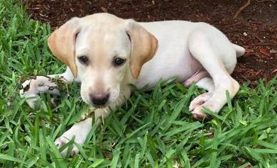Romeo