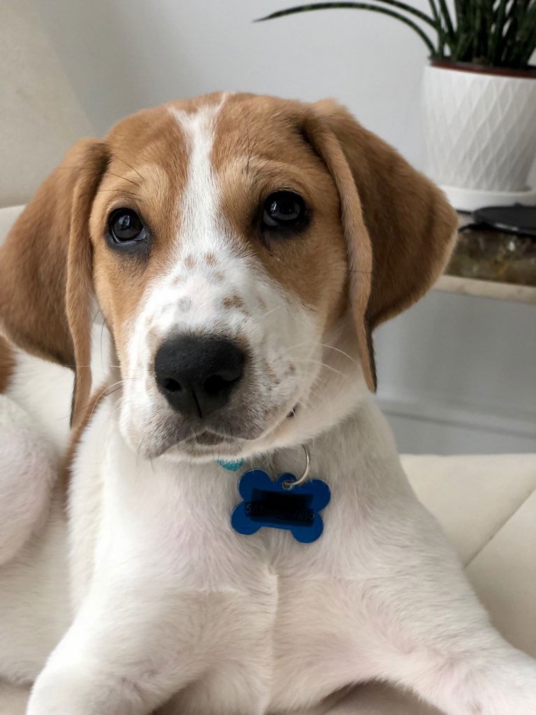 Great pyrenees treeing store walker coonhound mix