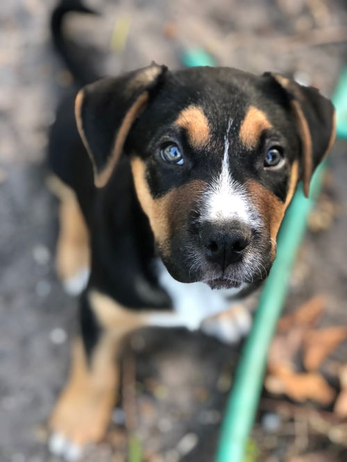 Otis