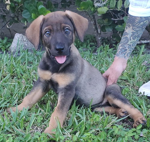 Thor