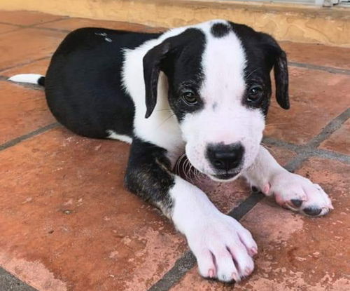 Oreo