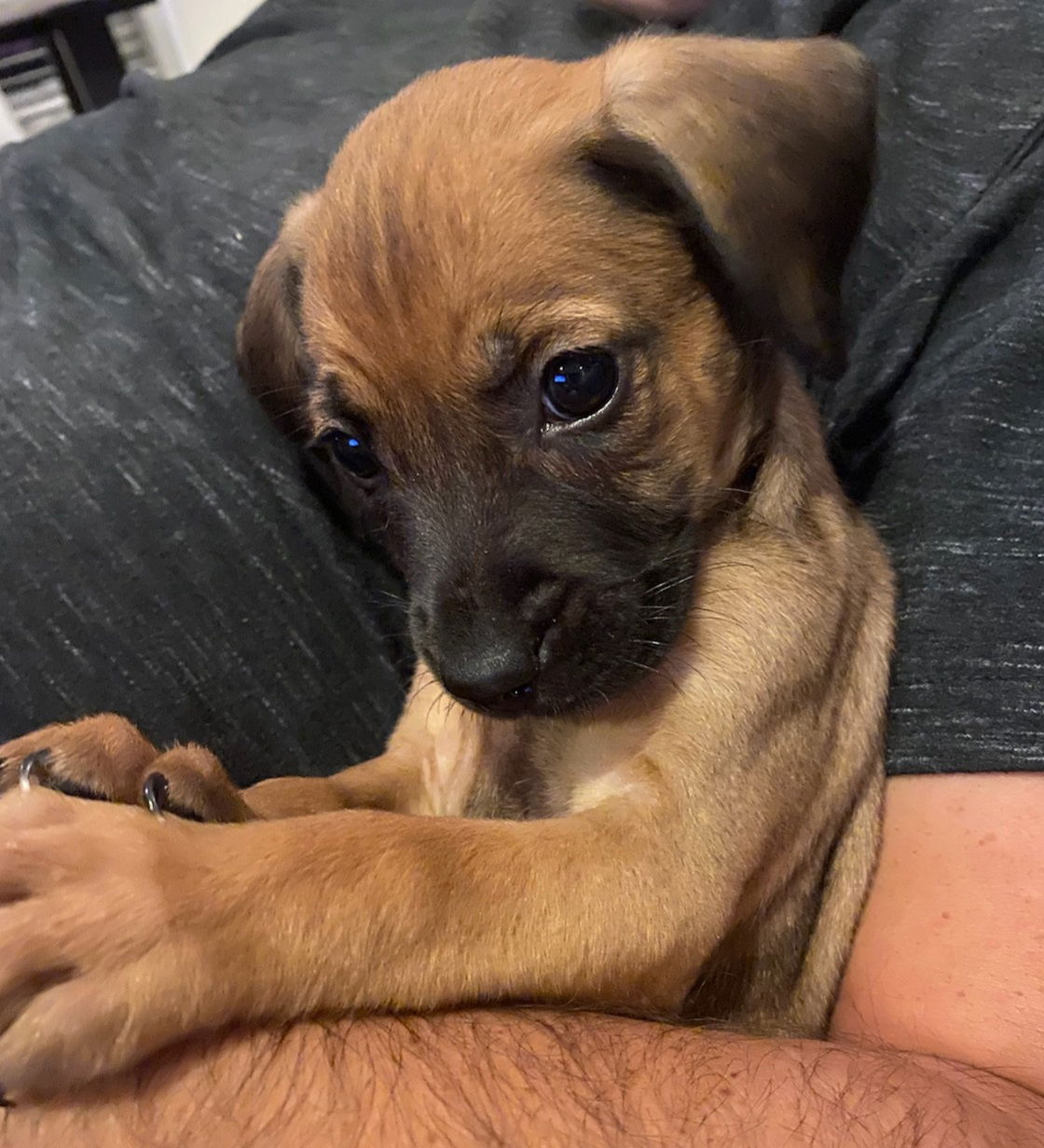 Black mouth hot sale cur baby