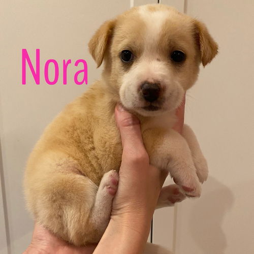 Nora