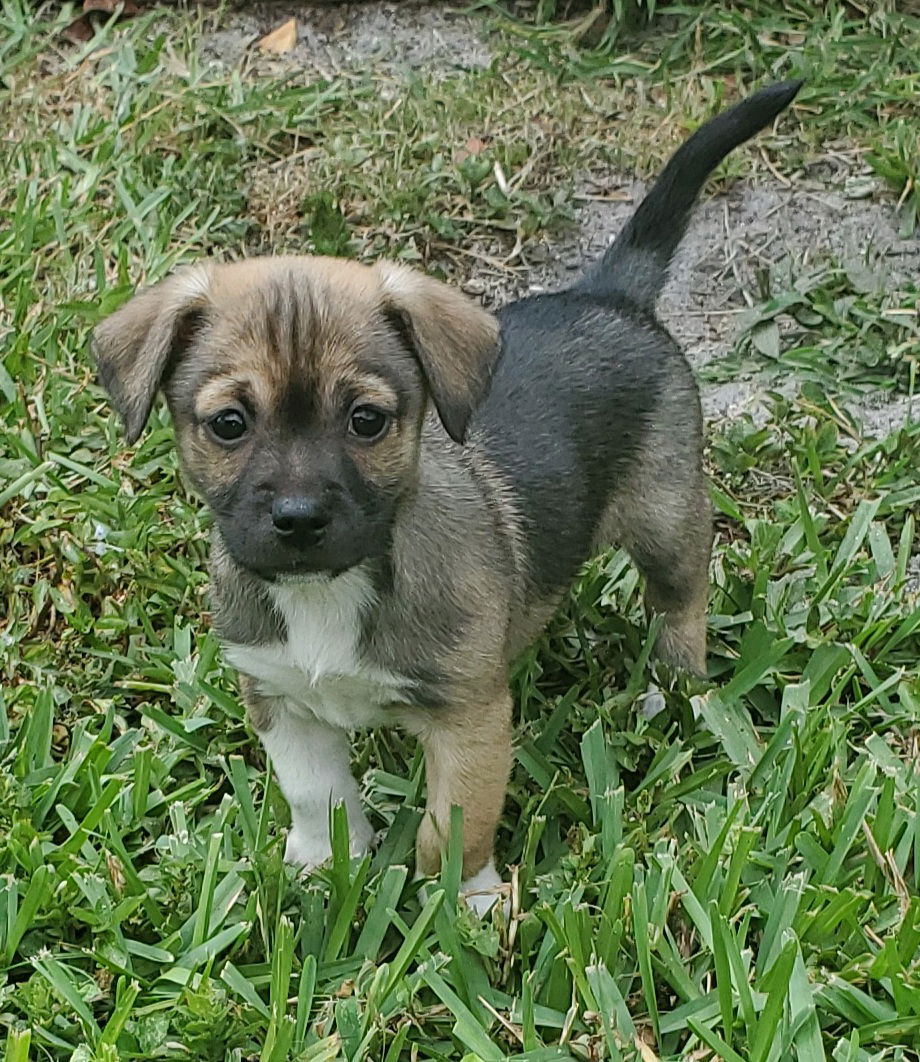 Australian shepherd and rat best sale terrier mix