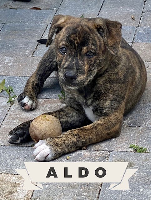 Aldo