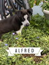 Alfred