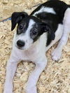 F Pup 4
