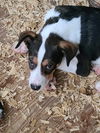 G Pup 2