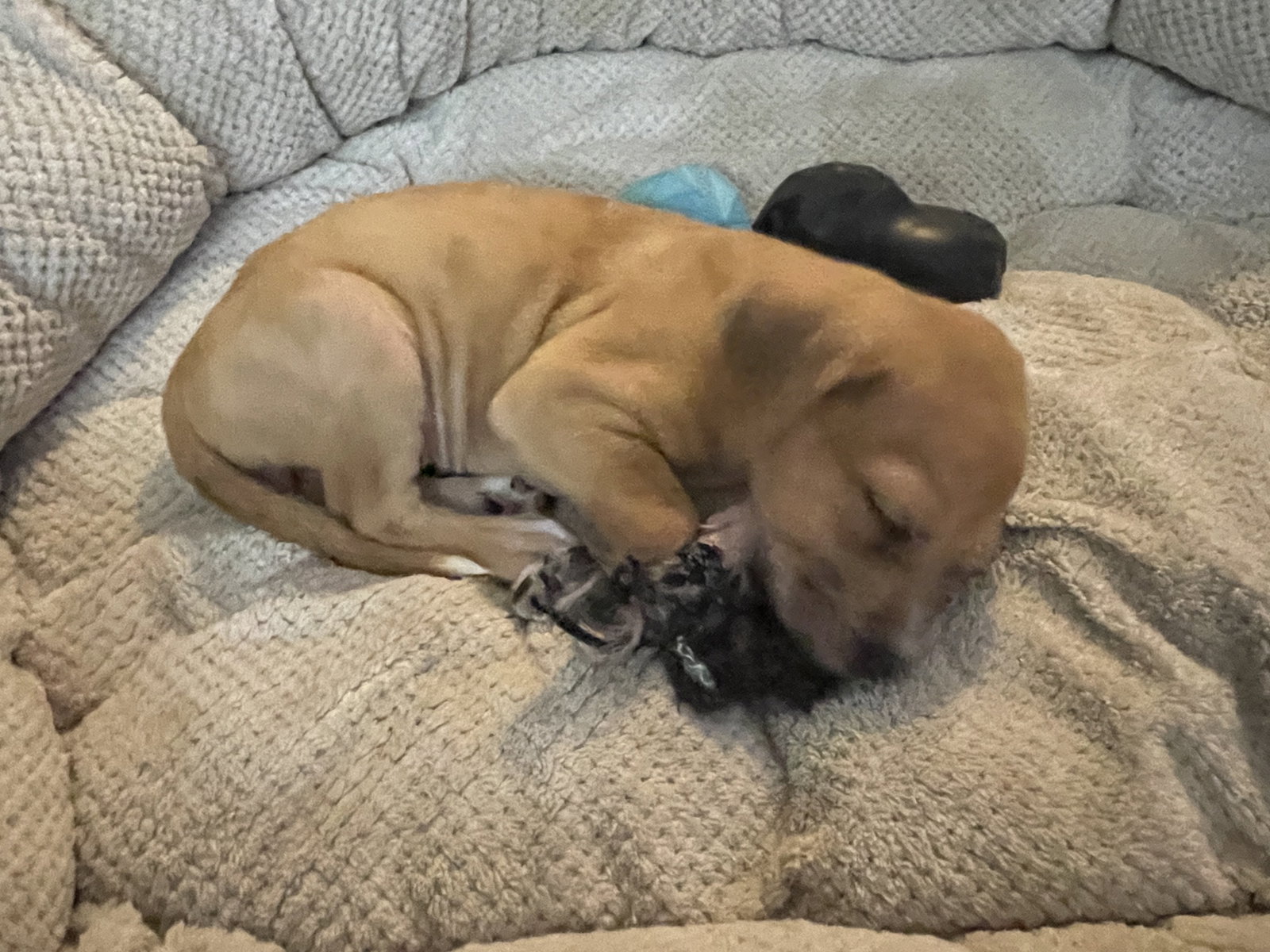 Dog for Adoption Kahlua, a Catahoula Leopard Dog in Palm Beach Gardens, FL Alpha Paw