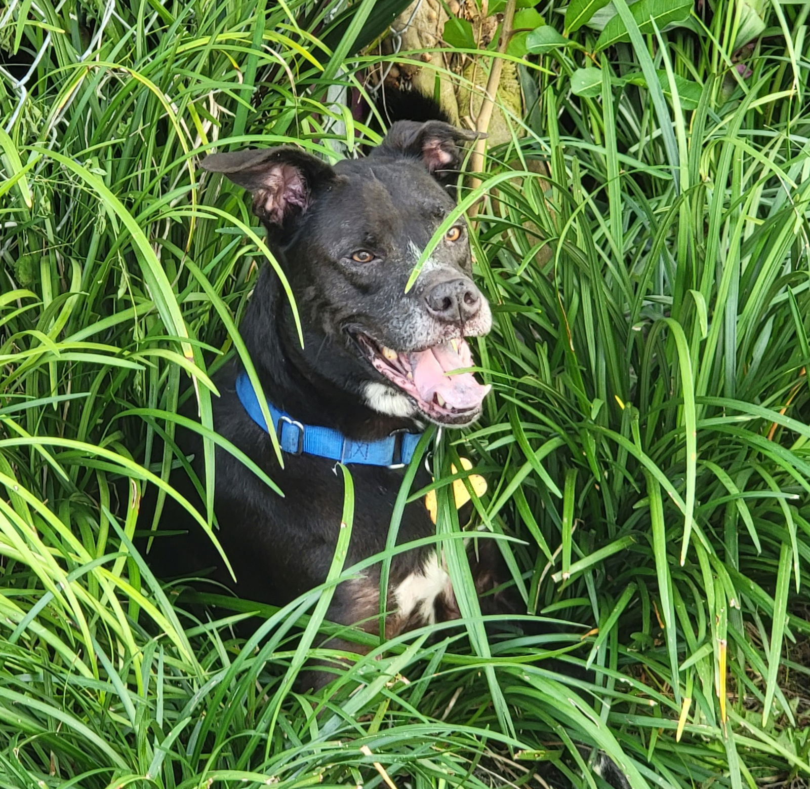 adoptable Dog in Royal Palm Beach, FL named Isabel