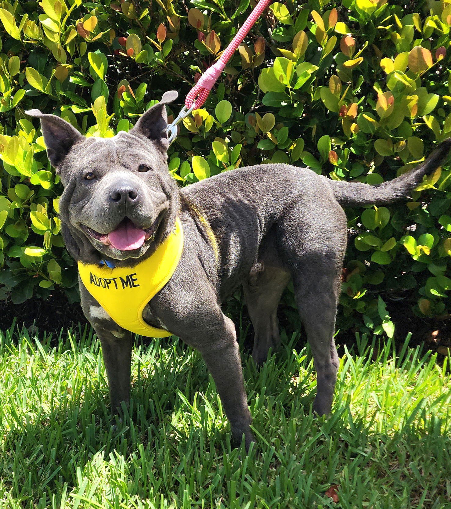 adoptable Dog in Royal Palm Beach, FL named Estella