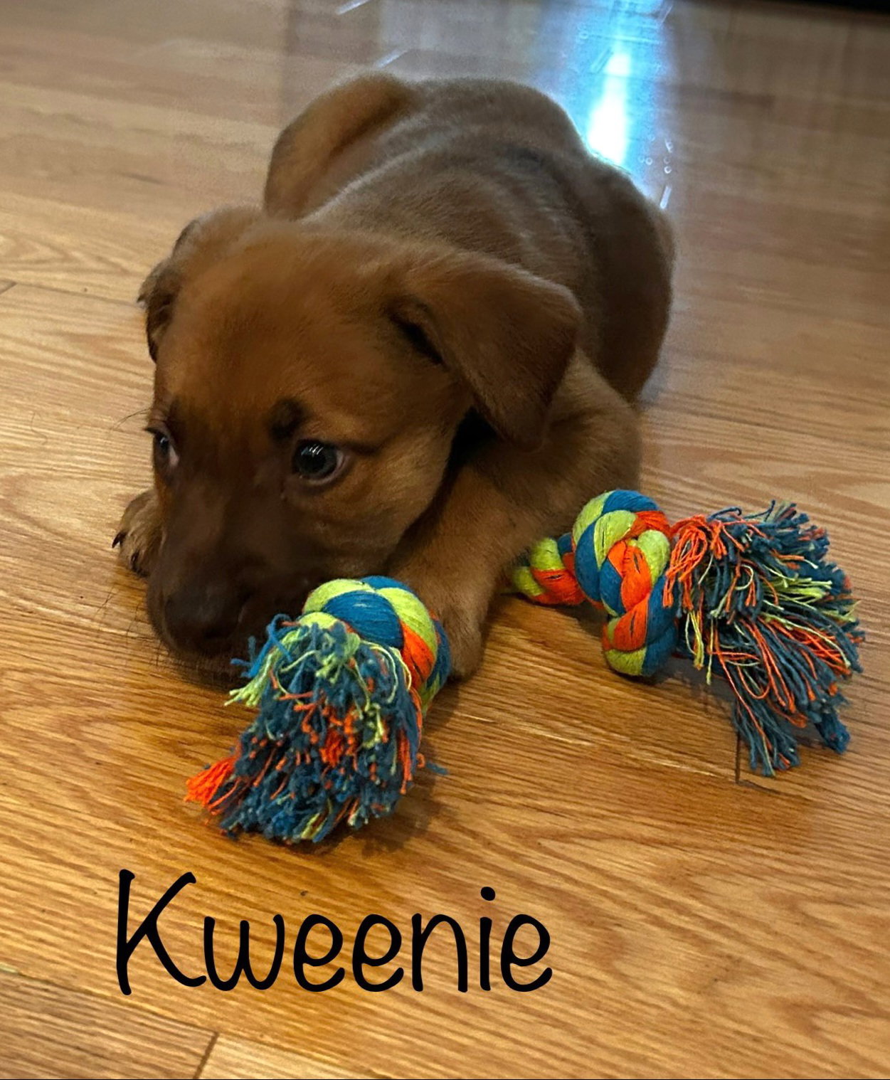 Kweenie's  Page