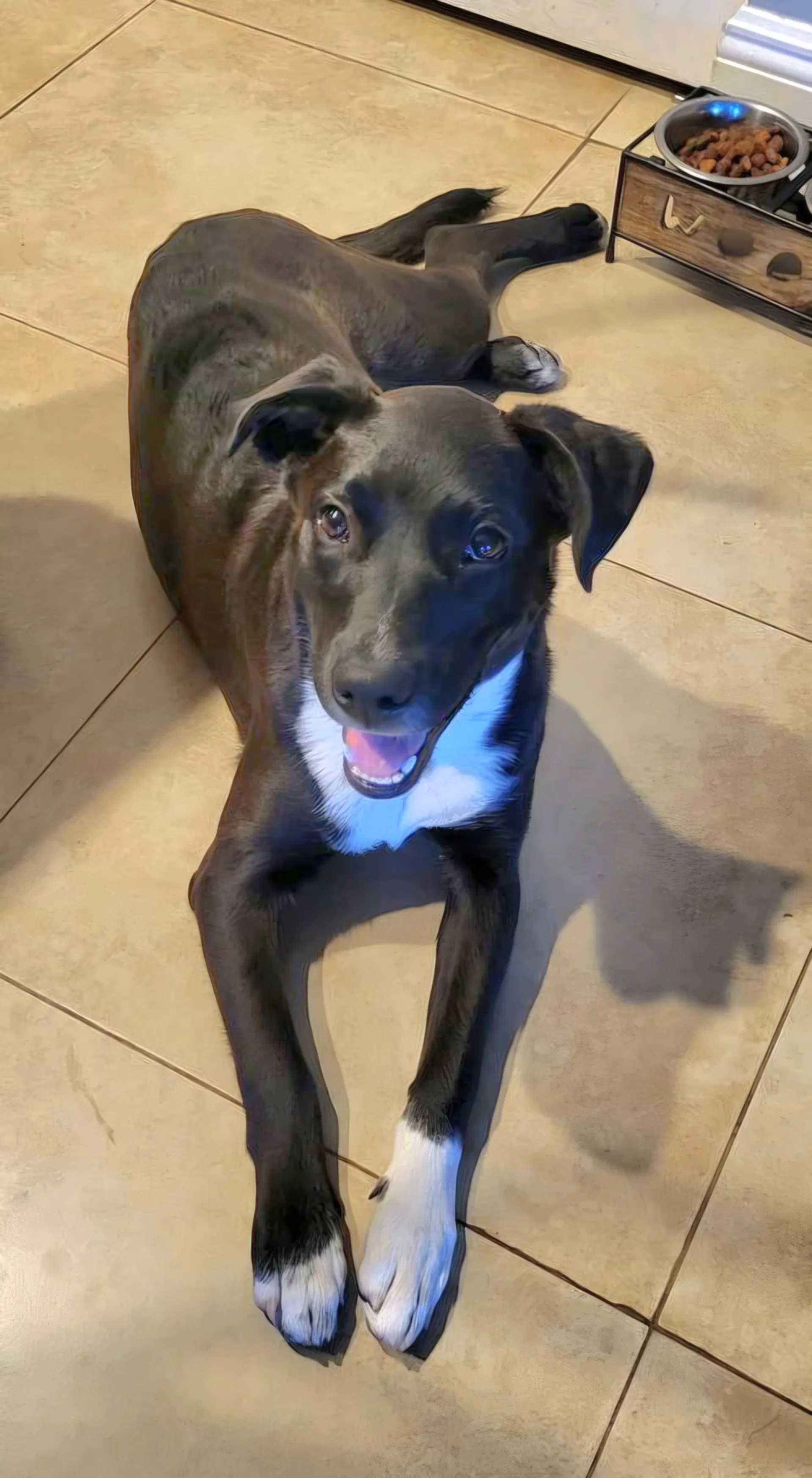 Piper - Labrador Retriever