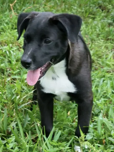 Piper image 4