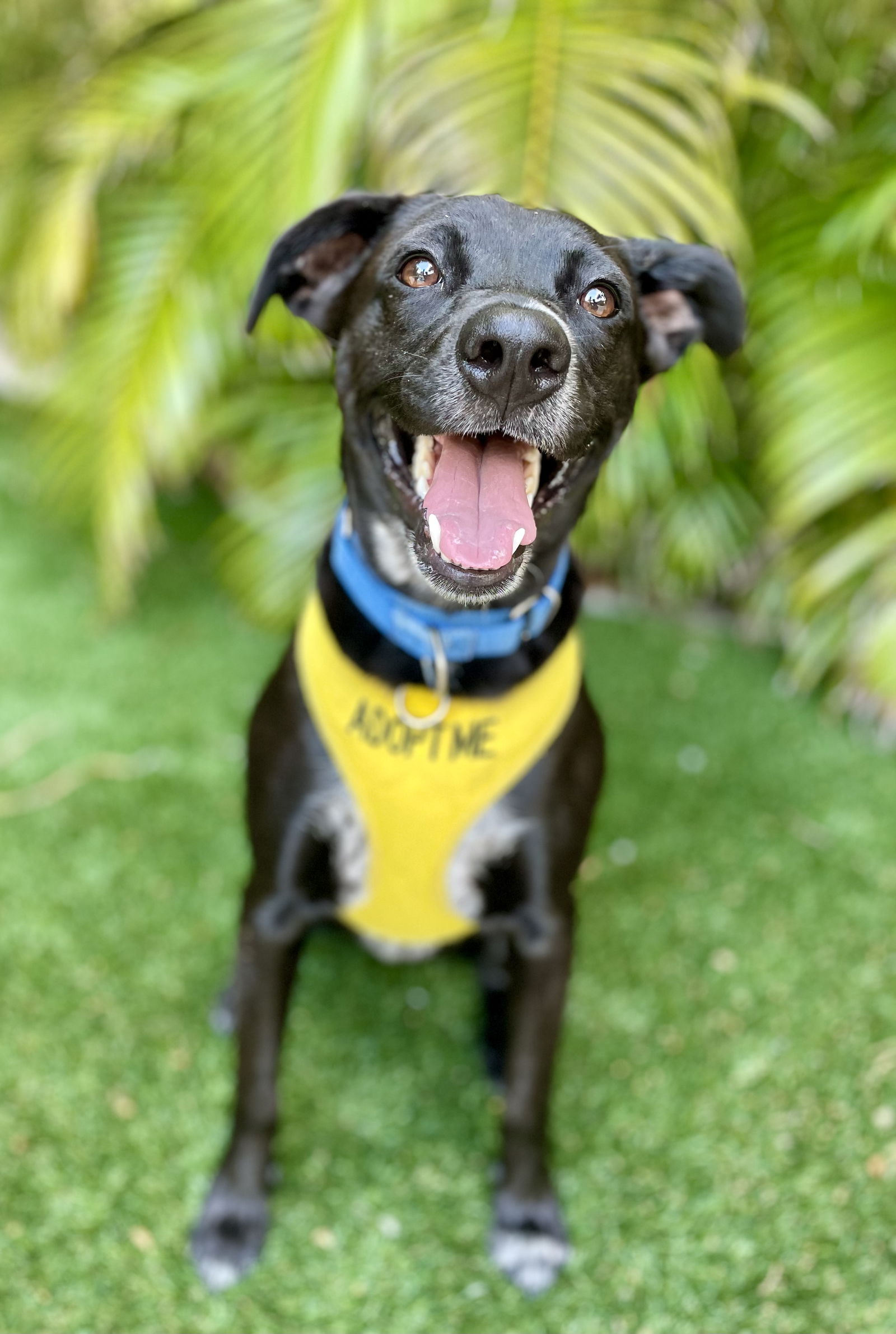 adoptable Dog in Royal Palm Beach, FL named Parker