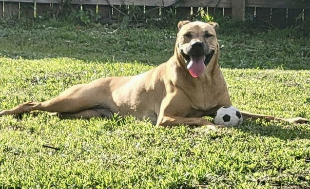 adoptable Dog in Royal Palm Beach, FL named Miley